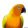 Brick_81
