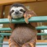 Grandpa_Madsloth